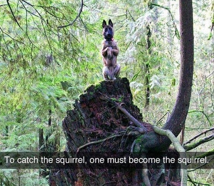 Estas personas comparten las locuras de sus perros, y son totalmente geniales