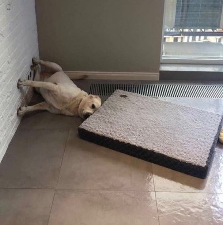 Estas personas comparten las locuras de sus perros, y son totalmente geniales