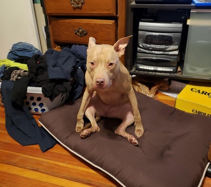 Estas personas comparten las locuras de sus perros, y son totalmente geniales