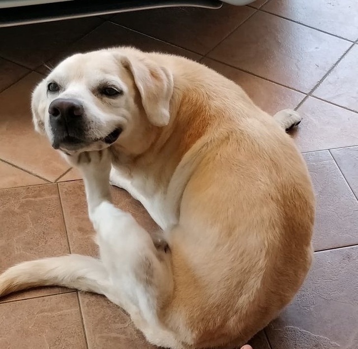 Estas personas comparten las locuras de sus perros, y son totalmente geniales