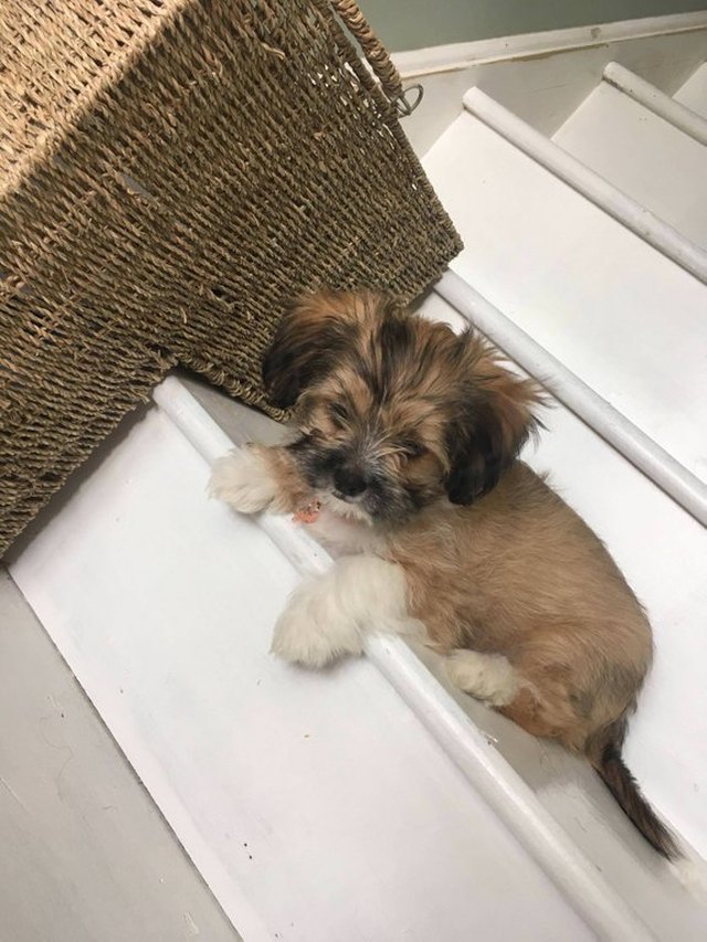 Puppy sitting on stairs.