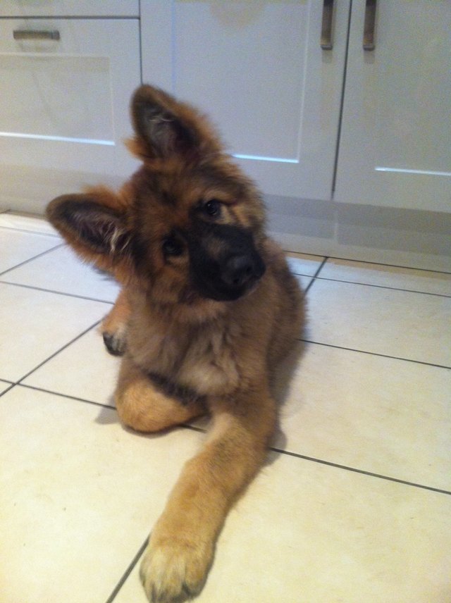 Puppy with big ears.