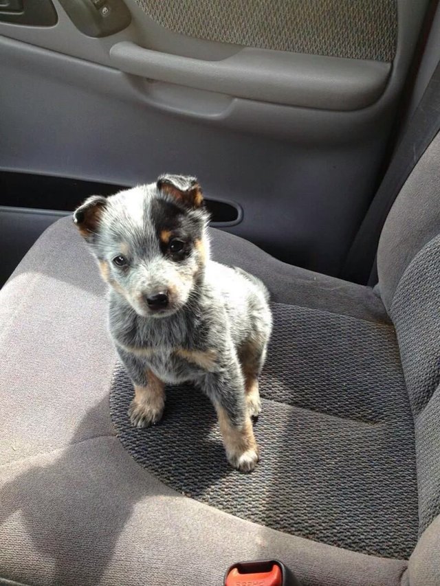 Puppy in the passenger
