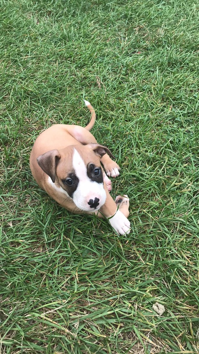 Puppy with a mark like a four leaf clover on its nose.