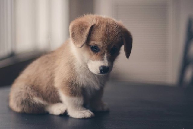 Puppy looking contemplative.