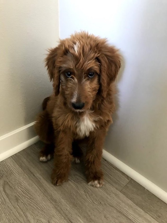 Puppy with big brown eyes.