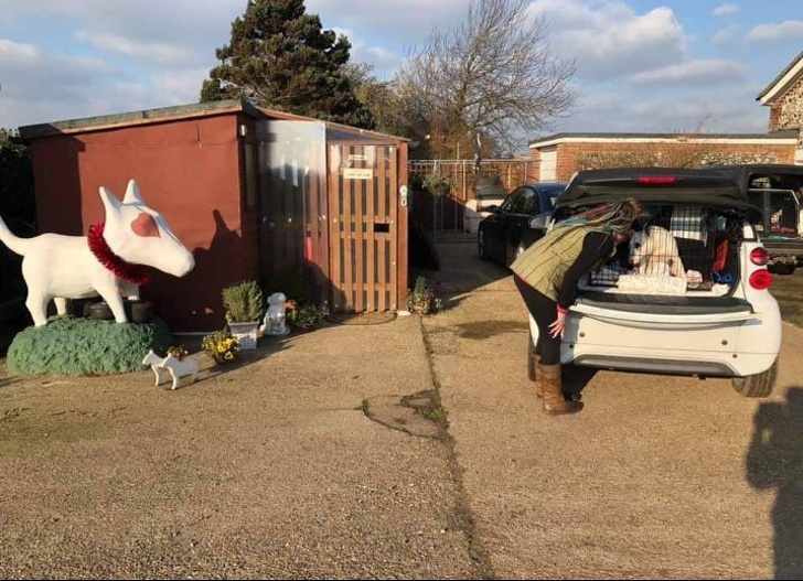 Su marido la hizo elegir entre sus perros y él, y ella se quedó con sus perros
