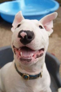 La imagen puede contener: perro