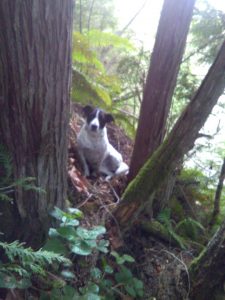 Image may contain: plant, tree, outdoor and nature