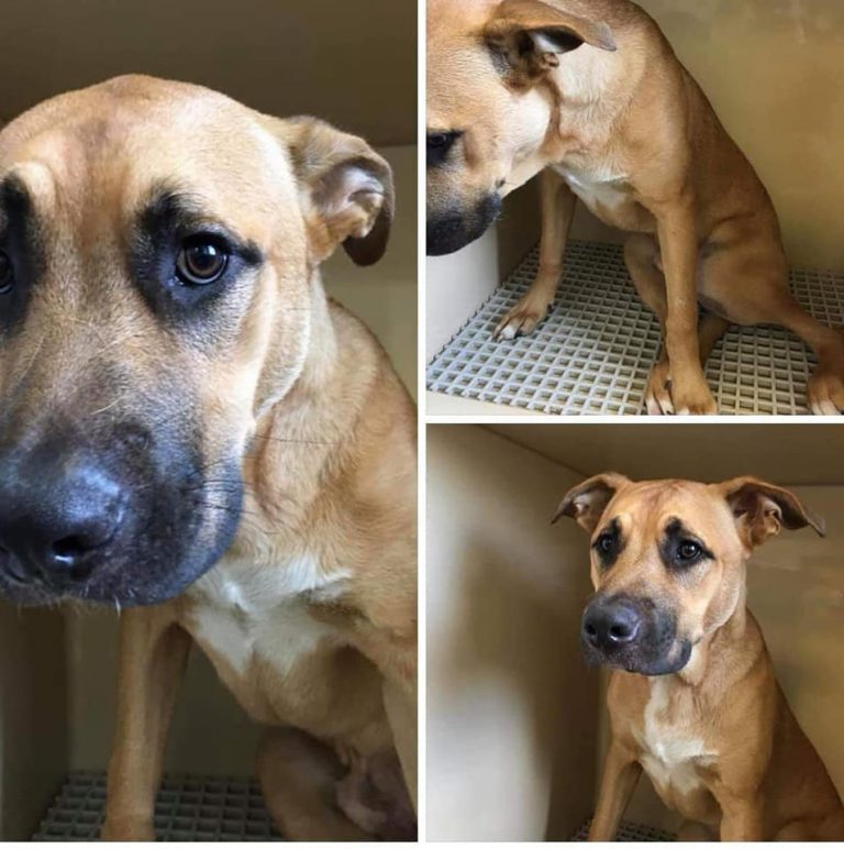 Image may contain: dog