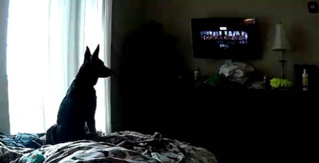 Things Pets Do When Nobody Is Watching