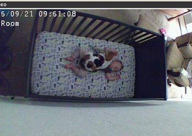 Things Pets Do When Nobody Is Watching