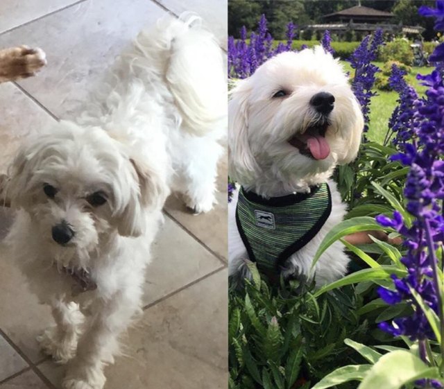 Dog before and after being groomed.