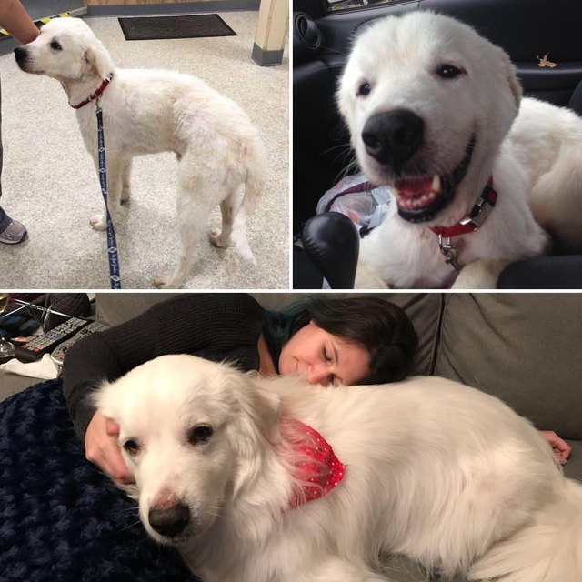 Dog before and after being groomed.