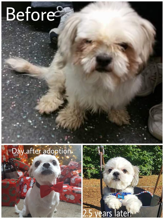 Dog before and after being groomed.