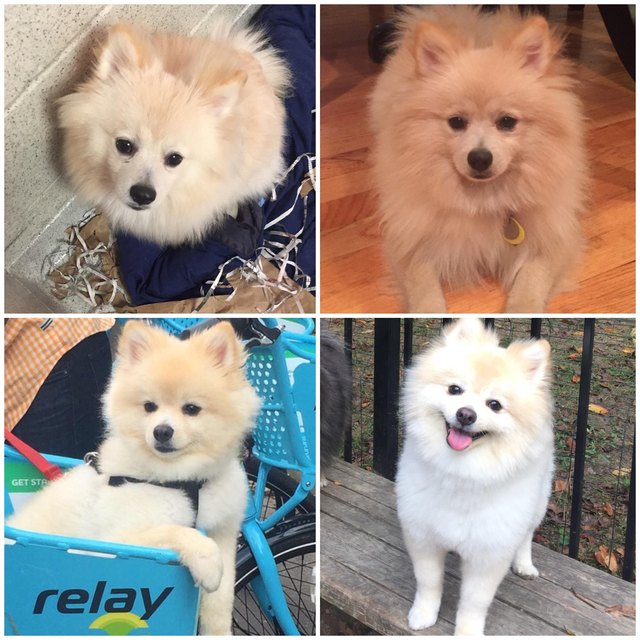 Dog before and after being groomed.