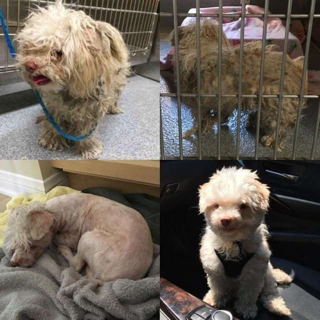 Dog before and after being groomed.