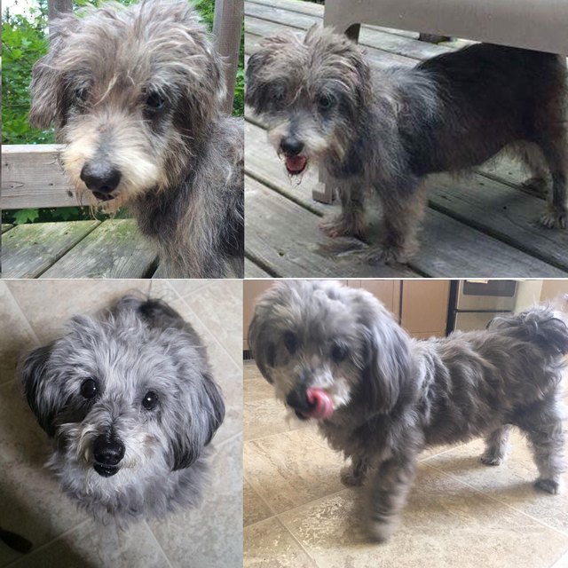 Dog before and after being groomed.