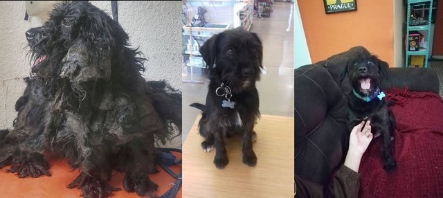 Dog before and after being groomed.