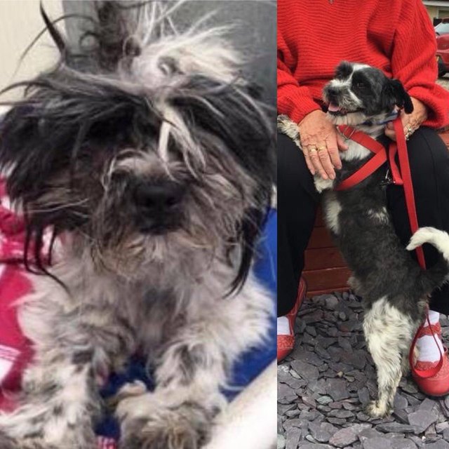 Dog before and after being groomed.