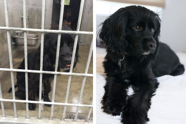 Dog before and after being groomed.