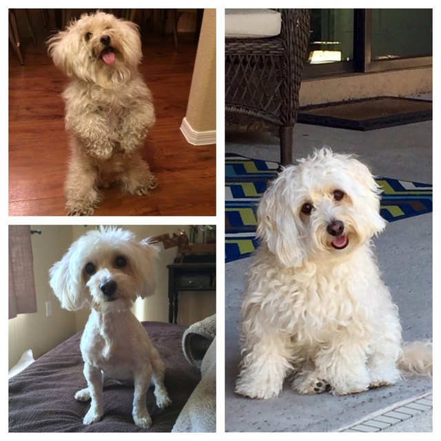 Dog before and after being groomed.