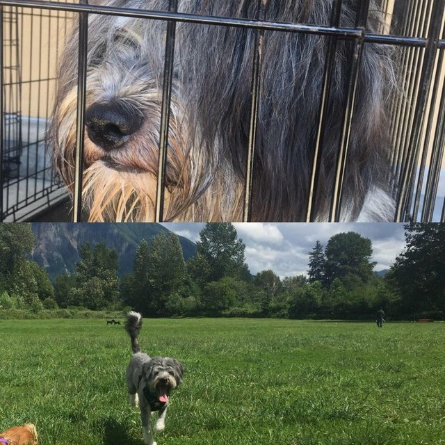 Dog before and after being groomed.