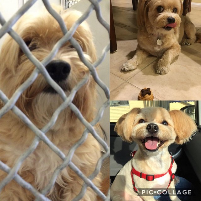 Dog before and after being groomed.