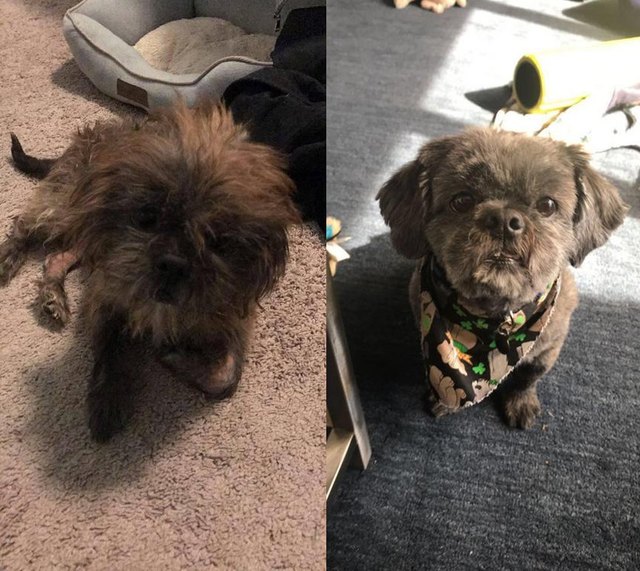Dog before and after being groomed.