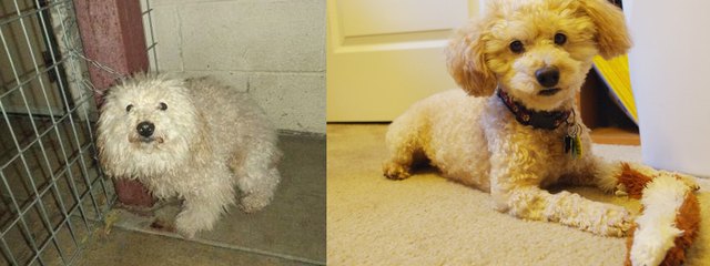 Dog before and after being groomed.