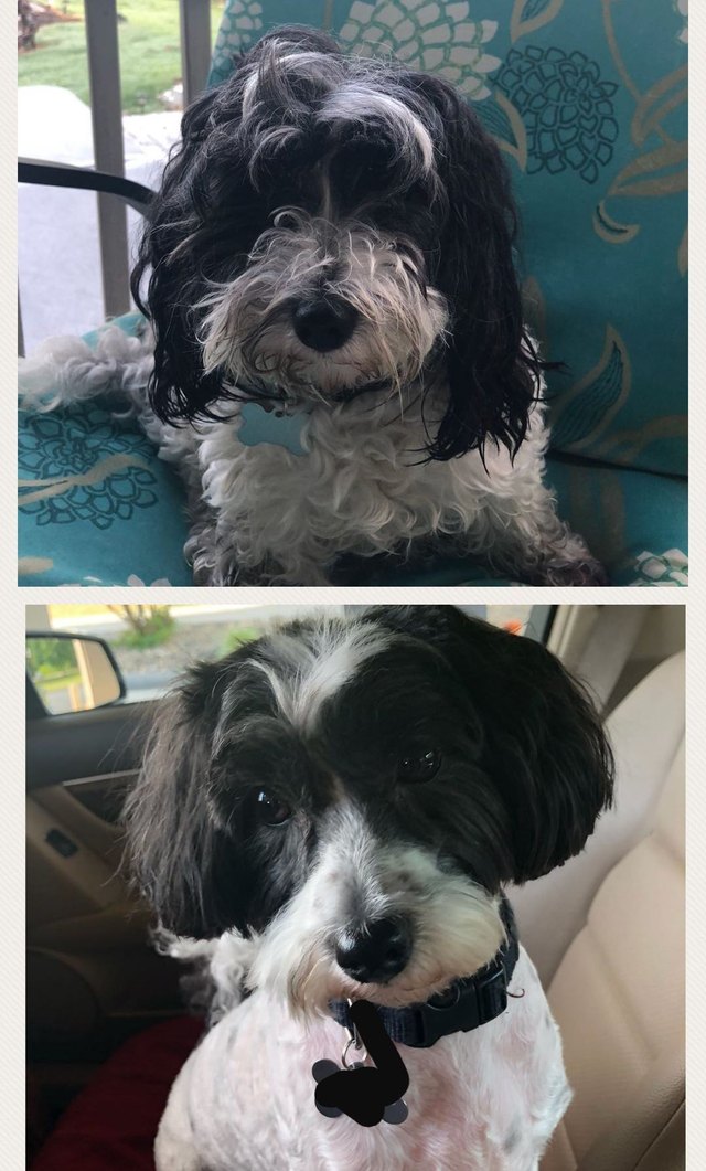 Dog before and after being groomed.