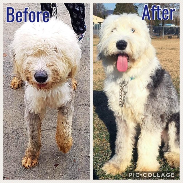 Dog before and after being groomed.