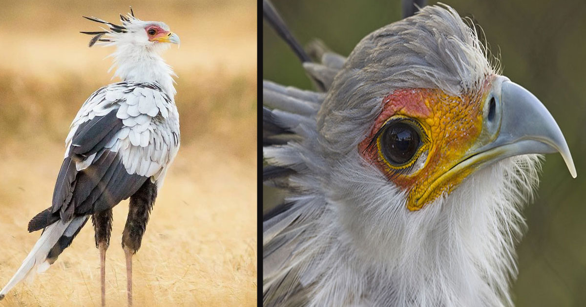 Meet 'Secretary Bird' The Most Beautiful Bird On Earth - Small Joys