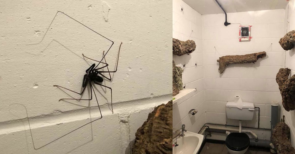 Someone Designed A "Cool" Bathroom For Spiders Small Joys