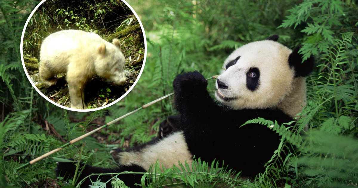World's First Albino Giant Panda Captured On Camera In The Wild