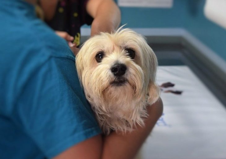 perro en veterinaria