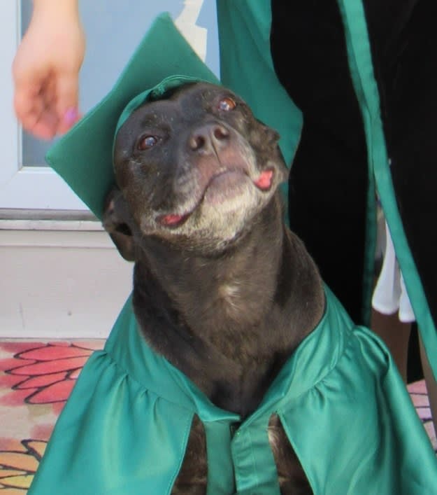 "I majored in Barkenomics with a minor in Anthropawlogy".