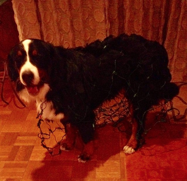 15 Pet Predicaments That Will Make You Either A) LOL, B) Cringe, C) Facepalm, Or D) All Of The Above