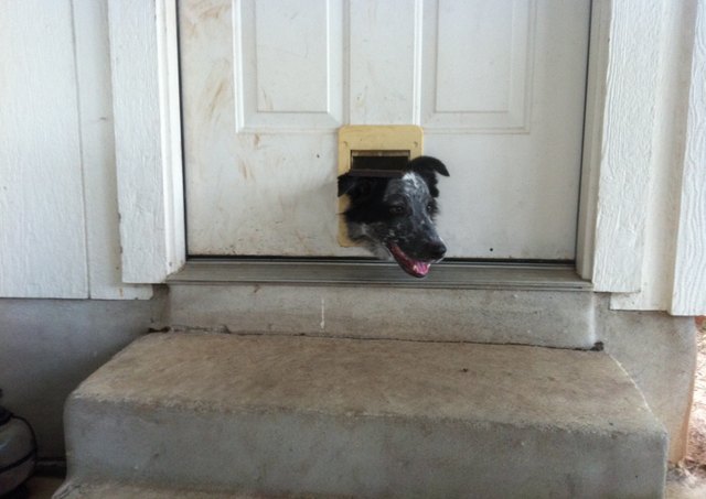 15 Pet Predicaments That Will Make You Either A) LOL, B) Cringe, C) Facepalm, Or D) All Of The Above