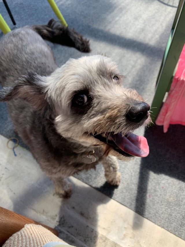 15 Pet Predicaments That Will Make You Either A) LOL, B) Cringe, C) Facepalm, Or D) All Of The Above