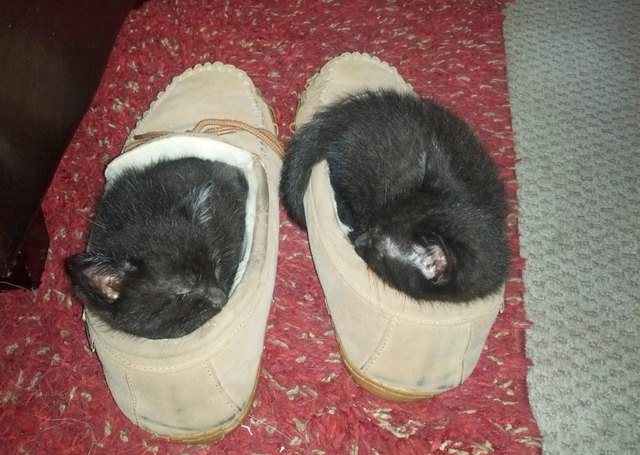 15 Pet Predicaments That Will Make You Either A) LOL, B) Cringe, C) Facepalm, Or D) All Of The Above