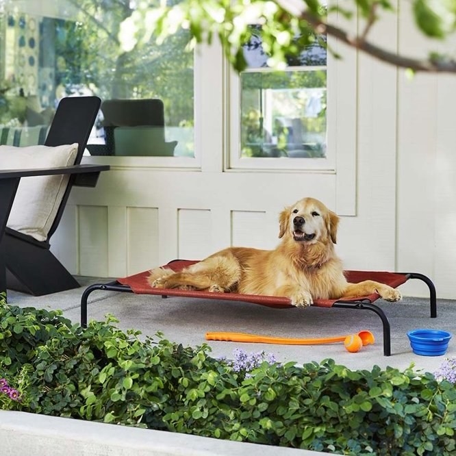 Look at this angel, living the life she deserves! Price: .57