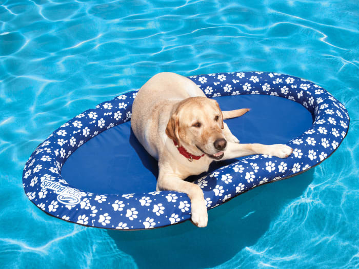 But it won&#x27;t hurt to double up with a doggy life jacket!Price: .69