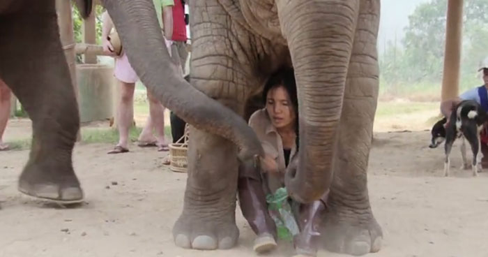 Heart Melting Video Of An Elephant Kissing His Human Friend Small Joys