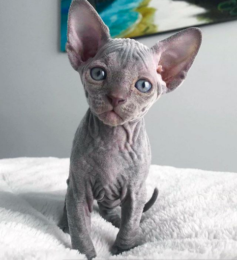 40 Unique but Adorable Sphynx Cats That Will Change Your Mind About The ...