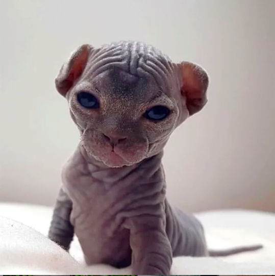40 Unique but Adorable Sphynx Cats That Will Change Your Mind About The ...