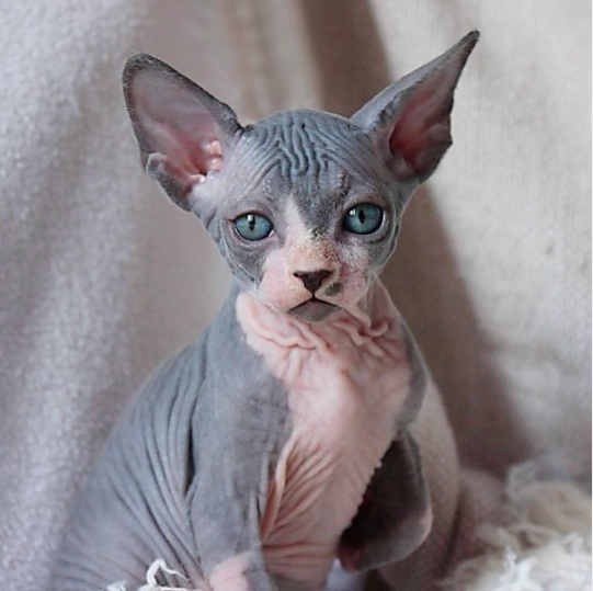 40 Unique but Adorable Sphynx Cats That Will Change Your Mind About The ...