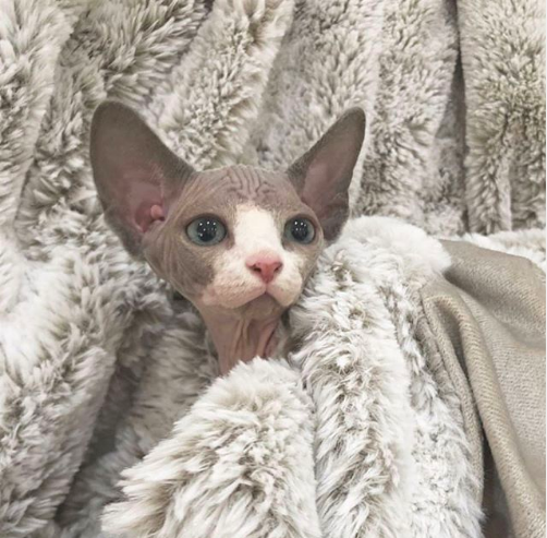 40 Unique But Adorable Sphynx Cats That Will Change Your Mind About The