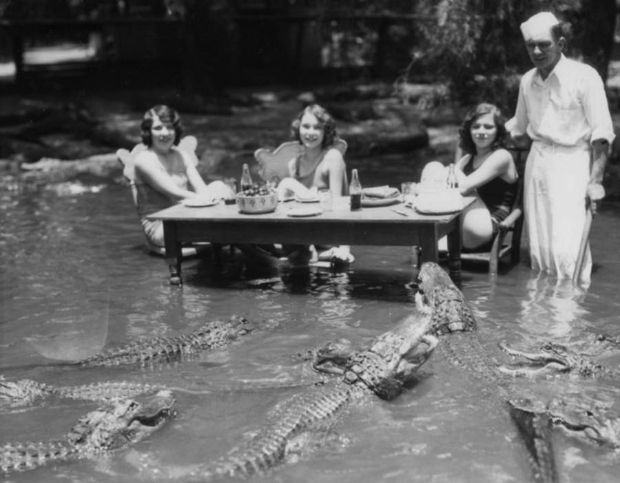 alligators