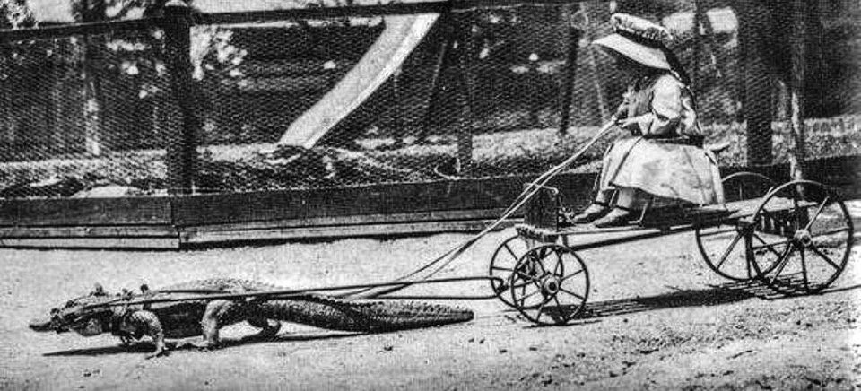 alligator